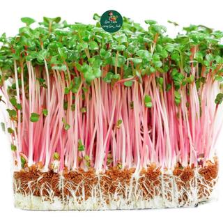 [GÓI LỚN 100G] Hạt giống Rau Mầm Củ Cải Đỏ Giàu Dinh Dưỡng, Dễ Trồng, Nhanh Thu Hoạch
