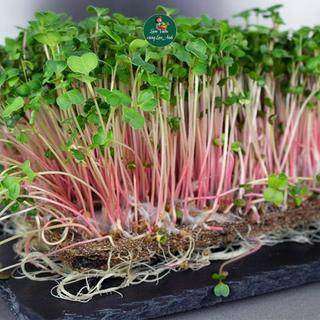 [GÓI LỚN 100G] Hạt giống Rau Mầm Củ Cải Đỏ Giàu Dinh Dưỡng, Dễ Trồng, Nhanh Thu Hoạch