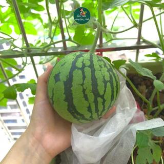 [Tổng Hợp] Hạt Giống Các Loại Dưa: Dưa Hấu, Dưa Lê, Dưa Lưới, Dưa Leo F1 Trồng Chậu, Thùng Xốp