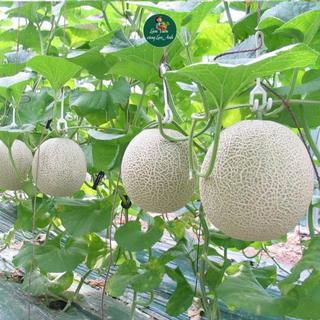 [Tổng Hợp] Hạt Giống Các Loại Dưa: Dưa Hấu, Dưa Lê, Dưa Lưới, Dưa Leo F1 Trồng Chậu, Thùng Xốp