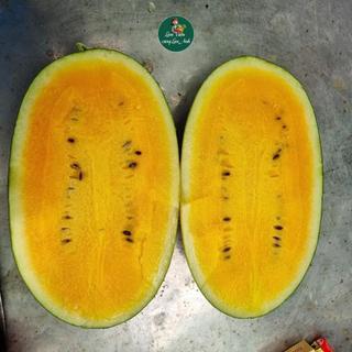 [Tổng Hợp] Hạt Giống Các Loại Dưa: Dưa Hấu, Dưa Lê, Dưa Lưới, Dưa Leo F1 Trồng Chậu, Thùng Xốp