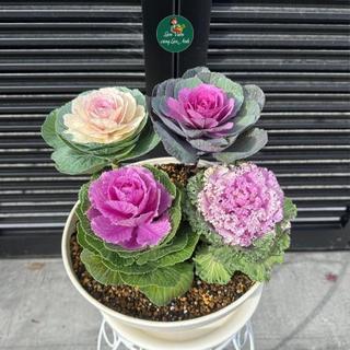 Hạt Giống Bắp Cải Hoa Hồng Mix Nhiều Màu Dễ Trồng, Chịu Nhiệt Tốt - Vừa Ăn Vừa Làm Cảnh Siêu Đẹp