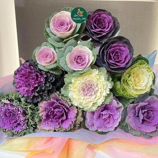Hạt Giống Bắp Cải Hoa Hồng Mix Nhiều Màu Dễ Trồng, Chịu Nhiệt Tốt - Vừa Ăn Vừa Làm Cảnh Siêu Đẹp