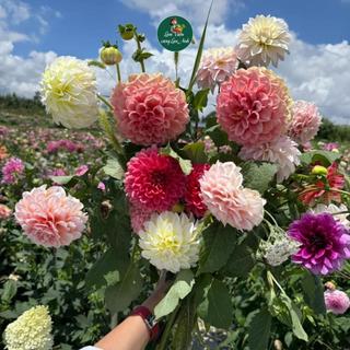 Hạt Giống Hoa Thược Dược Kép Nhiều Màu (Gói 1g) Bông To, Hoa Nở Đẹp Sau 70-75 Ngày