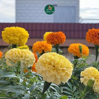 Hạt Giống Hoa Vạn Thọ Mỹ Mix Nhiều Màu (Gói 100 Hạt) Hoa To, Thân Cao, Nở Đẹp Rực Rỡ Sau 50-55 Ngày