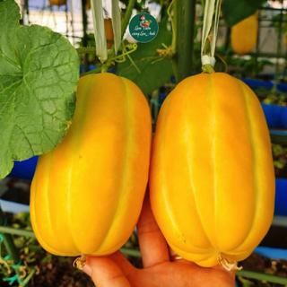 Hạt giống Dưa Lê Hàn Quốc Geum Sang F1 (GÓI 10 HẠT) Trái Thơm, Siêu Ngọt, Dễ Trồng, Năng Suất Cao