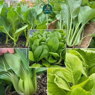 [COMBO 5 GÓI] Hạt Giống Rau Cải Ngồng, Cải Ngọt, Cải Bẹ Vàng Ngọt, Cải Thìa + Tặng Cải Bẹ Xanh Mỡ