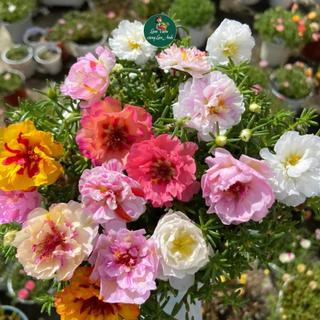 Hạt Giống Hoa Mười Giờ Mỹ Cánh Kép Nhiều Màu (Gói 1g) Hoa Nở Liên Tục Mỗi Sáng Nở Sau 50-70 Ngày
