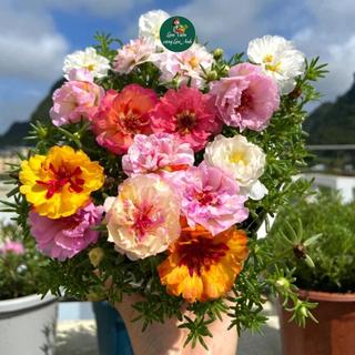 Hạt Giống Hoa Mười Giờ Mỹ Cánh Kép Nhiều Màu (Gói 1g) Hoa Nở Liên Tục Mỗi Sáng Nở Sau 50-70 Ngày