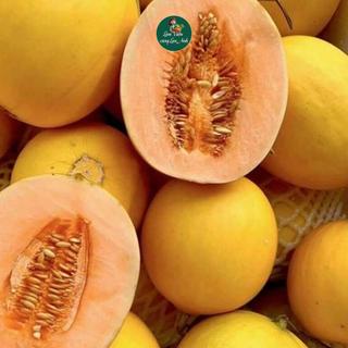 Hạt giống Dưa Lê Vỏ Vàng F1 Siêu Đậu Quả (Gói 20 Hạt) Ăn Thơm Ngọt, Dễ Trồng, Năng Suất Cao