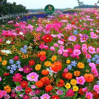Tổng Hợp 25 Loại Hạt Giống Hoa Siêu Đẹp Nhiều Loại, Nhiều Màu (Gói 200 Hạt) Hoa Nở Sau 50 Ngày