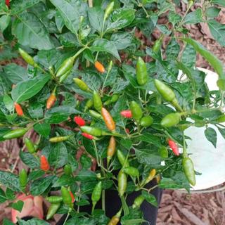 [COMBO 4 GÓI] Hạt Giống Ớt Siêu Cay: Ớt Huế, Ớt Xiêm, Ớt Chỉ Thiên, Ớt Ngũ Sắc
