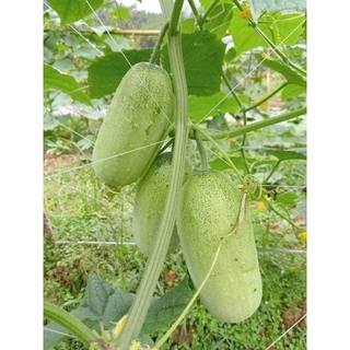 HẠT giống DƯA MÈO ăn mát, ngọt nhẹ quả to thu quanh năm
