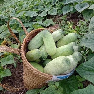 HẠT GIỐNG DƯA CHUỘT MÈO ăn 1 lần là muốn ăn thêm