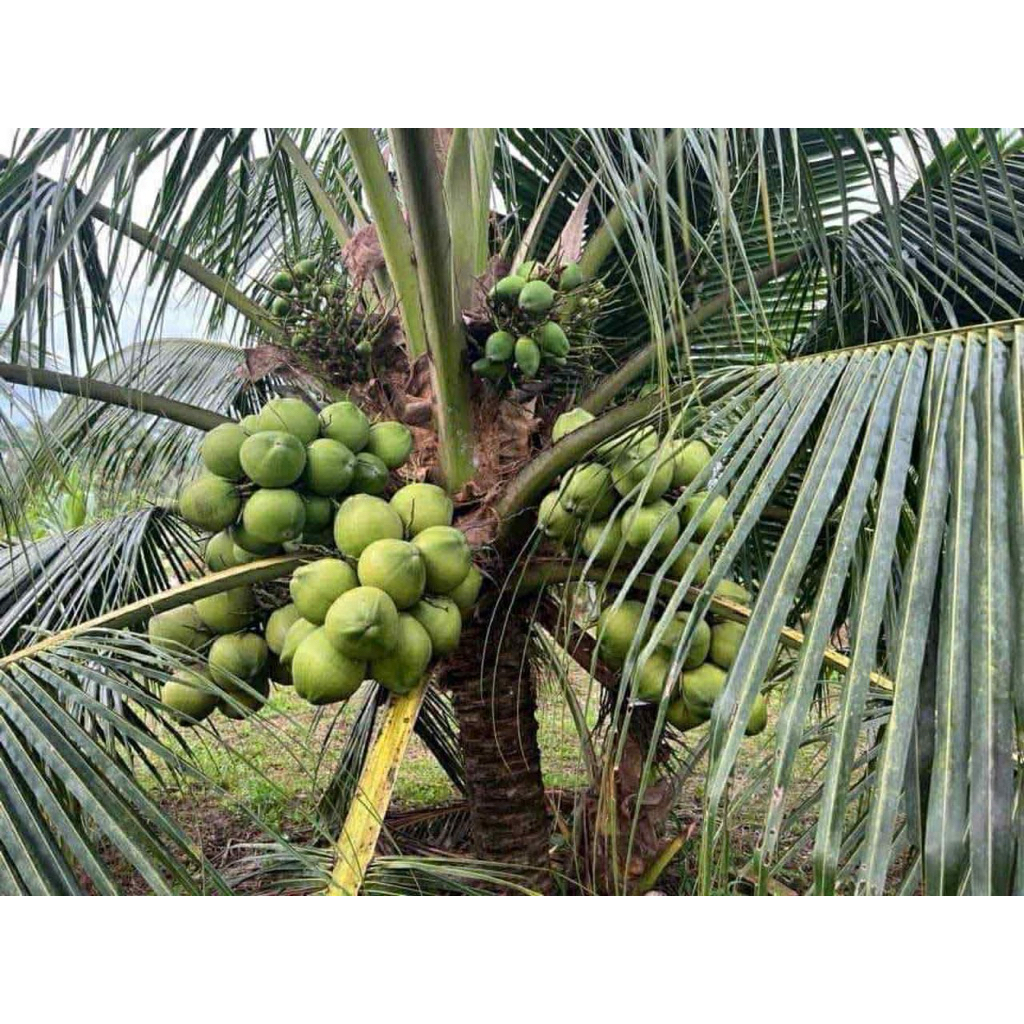 Dừa xiêm lùn Bến Tre chuẩn giống.
