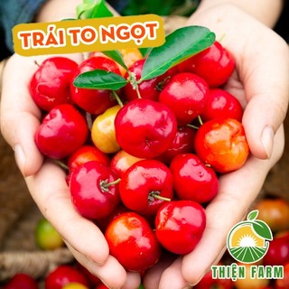 Cây Sơ Ri Thái THIỆN FARM 70cm quả ngọt thanh, thơm mát, dùng ăn tươi hoặc nước ép, cây trồng chậu