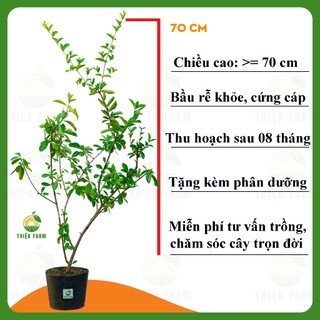 Cây Sơ Ri Thái THIỆN FARM 70cm quả ngọt thanh, thơm mát, dùng ăn tươi hoặc nước ép, cây trồng chậu