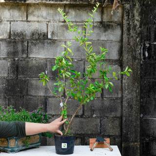 Cây Sơ Ri Thái THIỆN FARM 70cm quả ngọt thanh, thơm mát, dùng ăn tươi hoặc nước ép, cây trồng chậu