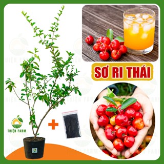 Cây Sơ Ri Thái THIỆN FARM 70cm quả ngọt thanh, thơm mát, dùng ăn tươi hoặc nước ép, cây trồng chậu
