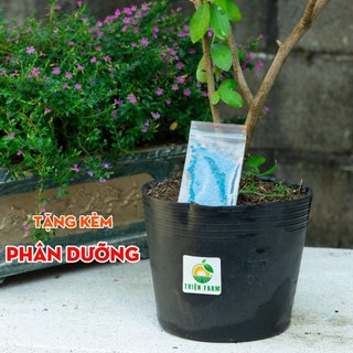 Cây Sơ Ri Thái THIỆN FARM 70cm quả ngọt thanh, thơm mát, dùng ăn tươi hoặc nước ép, cây trồng chậu