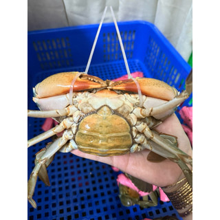 Cua gạch son (dây rút ) (240~260g)(hàng sẵn giao liền (1 con )