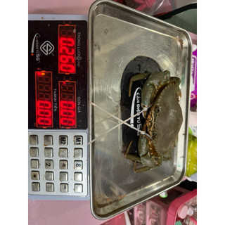 Cua gạch son (dây rút ) (240~260g)(hàng sẵn giao liền (1 con )