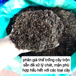 Giá thể trồng cây đã xử lý, tặng chỉ sơ dừa
