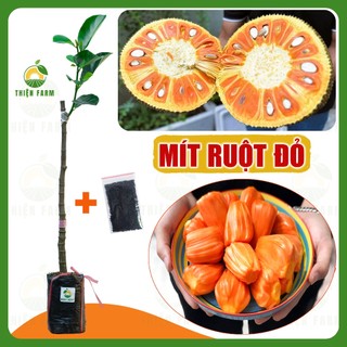 Cây Mít Ruột Đỏ Indo THIỆN FARM 50cm múi đỏ cam, vị ngọt đậm, ít xơ, cây cho trái sớm