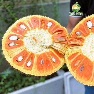 Cây Mít Ruột Đỏ Indo THIỆN FARM 50cm múi đỏ cam, vị ngọt đậm, ít xơ, cây cho trái sớm