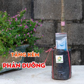Cây Mít Ruột Đỏ Indo THIỆN FARM 50cm múi đỏ cam, vị ngọt đậm, ít xơ, cây cho trái sớm