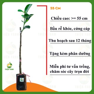 Cây Mít Ruột Đỏ Indo THIỆN FARM 50cm múi đỏ cam, vị ngọt đậm, ít xơ, cây cho trái sớm