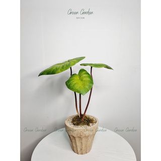Chậu môn xanh decor để bàn – Cây giả lá PU – Cao 45cm – Phong cách tối giản