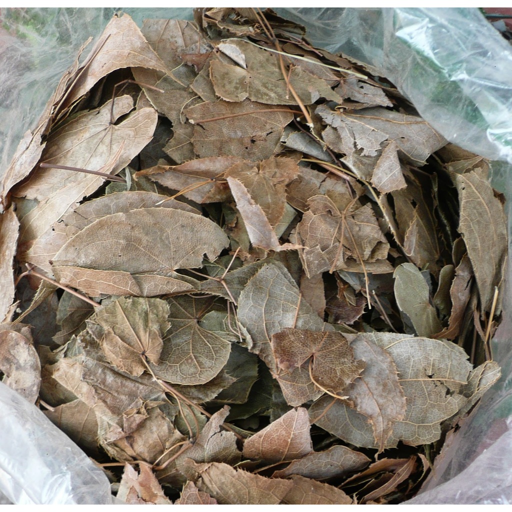 Lá dâm dương hoắc sấy khô - Hàng sạch thơm cao cấp - Thảo Dược THAPHACO