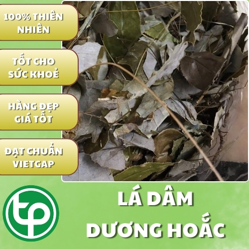 Lá dâm dương hoắc sấy khô - Hàng sạch thơm cao cấp - Thảo Dược THAPHACO