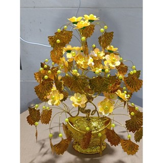 cây kim tiền cao 30cm lá quạt chieu tài lộc