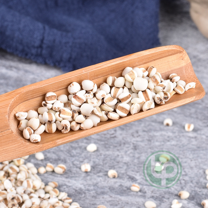 Hạt ý dĩ nguyên chất - Hàng sạch thơm cao cấp - Thảo Dược Tấn Phát