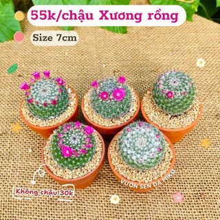 ​🎂 XƯƠNG RỒNG BÁNH SINH NHẬT 6CM - MÓN QUÀ CỦA SỰ NGỌT NGÀO & MAY MẮN 🌵 MẦM NẮNG_GARDEN lỗi 1 đền 1