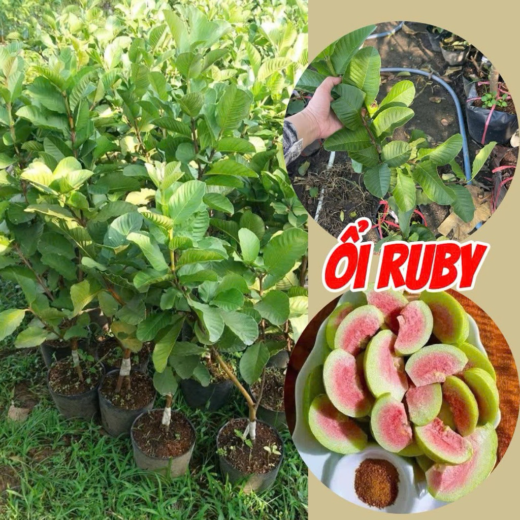 Cây Ổi Ruby Ruột Đỏ – Cây Giống Khỏe, Dễ Trồng, Nhanh Ra Trái.