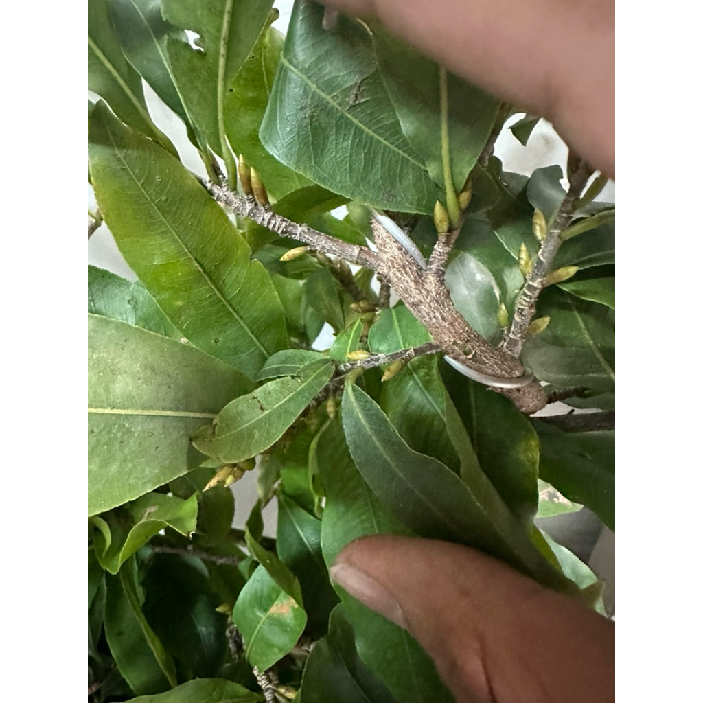 Hoa mai đại lộc 5_49 cánh cây chơi tết khoẻ mạnh