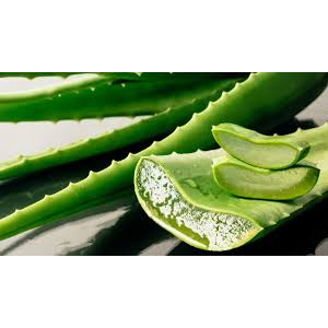 CHIẾT XUẤT NHA ĐAM (ALOE VERA EXTRACT) – ANH QUỐC