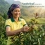 Trà Xạ Đen Hòa Bình Sunbeleaf - Tiêu U, Phòng Ung Thư Và Giải Độc Gan