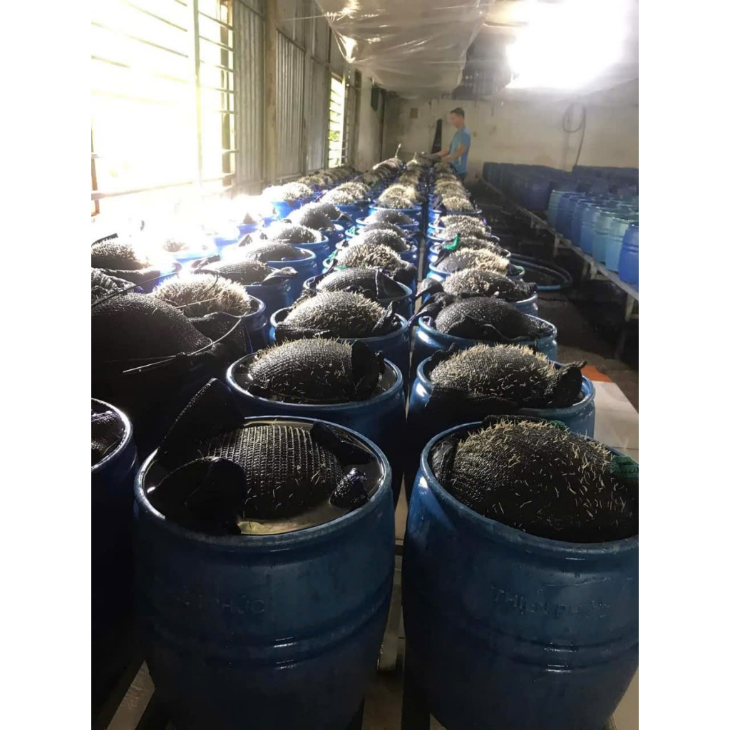 Giá Sốc  1 Bộ Dụng Cụ Ủ Giá Đỗ bằng nhựa Thiên Phúc ( Gồm 1 lu nhựa, 1 mê vỉ lưới, 4 que thép gài ).