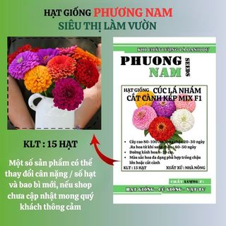 15 Hạt - Hạt Giống Hoa Cúc Lá Nhám Cắt Cành Kép Mix F1
