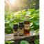 CHIẾT XUẤT RAU MÁ (VIỆT NAM) - Centella asiatica extract