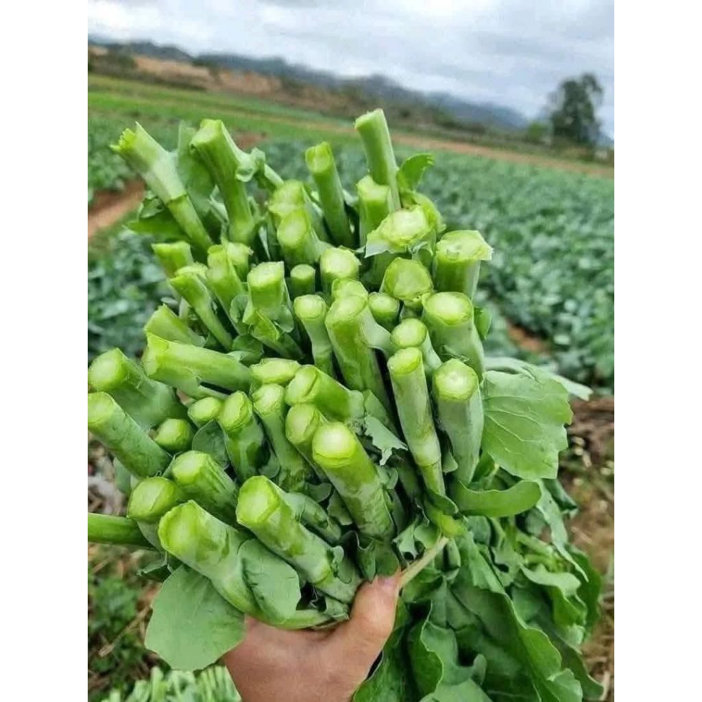 ( Mua 2 Tặng 1 ) Cải Ngồng xu Hào Đặc Sản Vùng  cao Dễ Trồng Ăn Cực Ngon