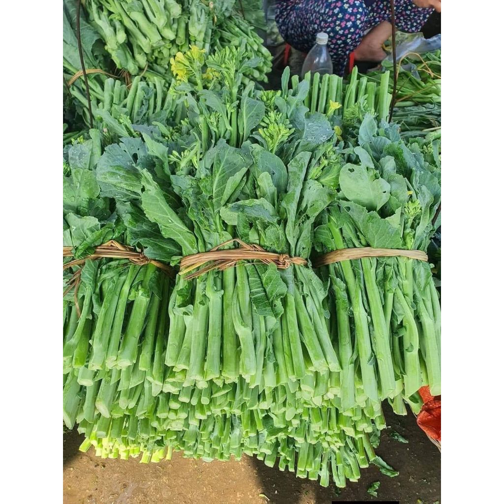 ( Mua 2 Tặng 1 ) Cải Ngồng xu Hào Đặc Sản Vùng  cao Dễ Trồng Ăn Cực Ngon