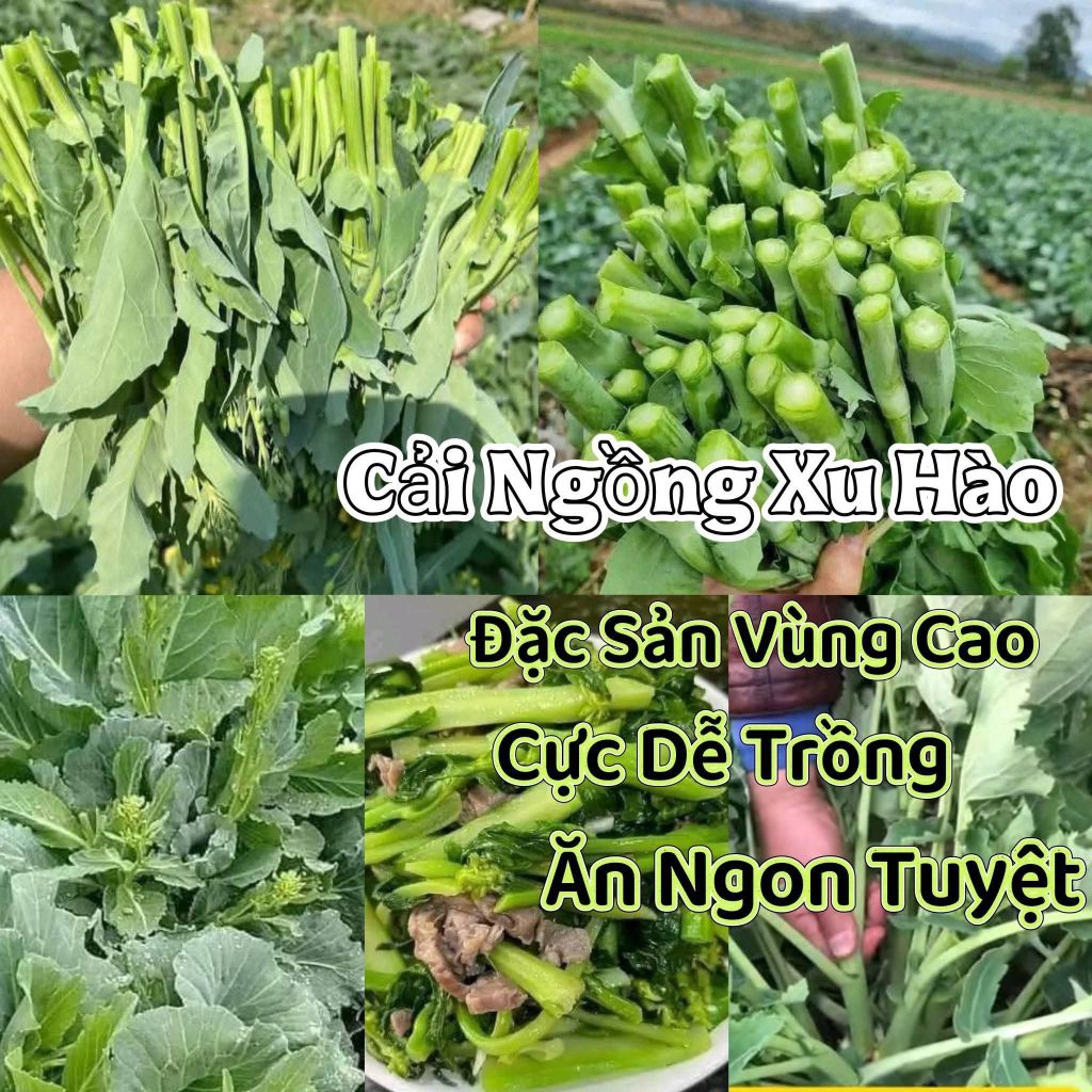 ( Mua 2 Tặng 1 ) Cải Ngồng xu Hào Đặc Sản Vùng  cao Dễ Trồng Ăn Cực Ngon