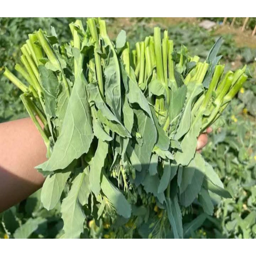 ( Mua 2 Tặng 1 ) Cải Ngồng xu Hào Đặc Sản Vùng  cao Dễ Trồng Ăn Cực Ngon