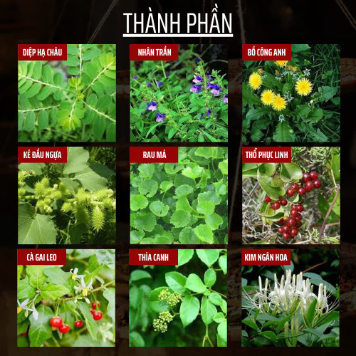 Trà Thải độc Gan - Đông Cát Đường - Thanh Nhiệt Giảm Mụn, làm mát giải độc và phục hồi chứng năng gan - Túi 50 lọc