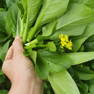 Hạt Giống Cải Ngọt Bông (Cải Ngồng) Hương Nông - Tỉ Lệ Nảy Mầm Cao, Phát Triển Nhanh